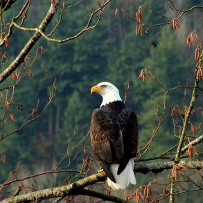 Old Roads, New Stories: Why We Have Eagles, by Rob Carney