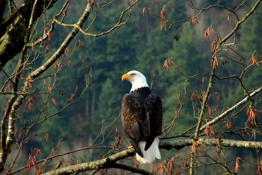 Old Roads, New Stories: Why We Have Eagles, by Rob Carney