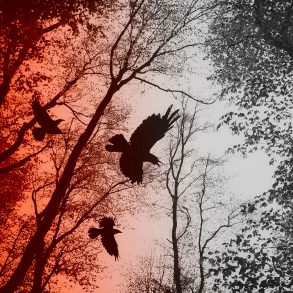 Like a Crow, an Excerpt by Kim Eisele