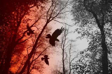 Like a Crow, an Excerpt by Kim Eisele