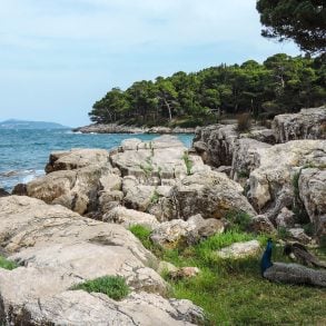 The Garden, by Abigaile Dockter