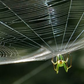 Old Roads, New Stories: Why We Have Spiders, by Rob Carney