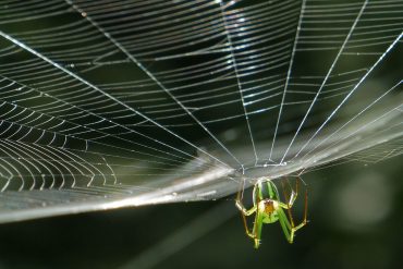 Old Roads, New Stories: Why We Have Spiders, by Rob Carney