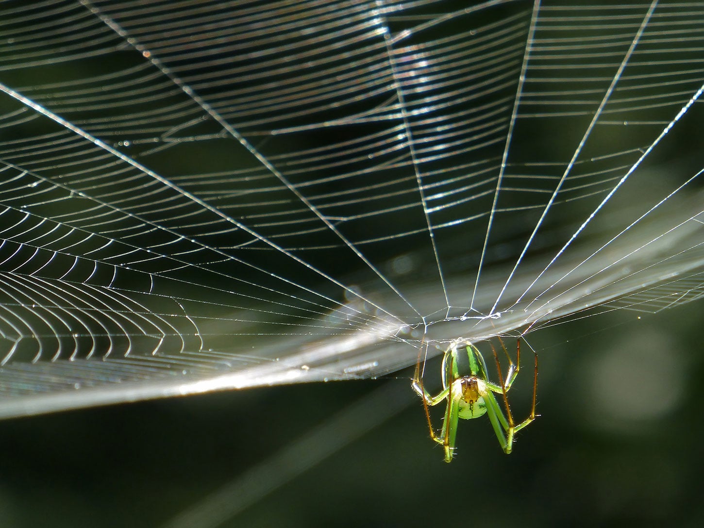 Old Roads, New Stories: Why We Have Spiders, by Rob Carney