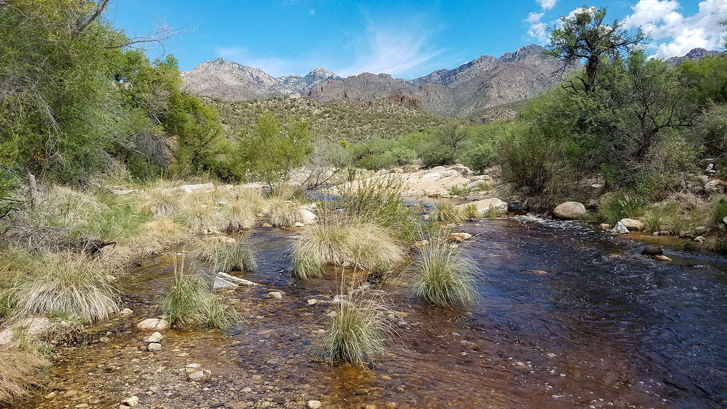 Riparian habitat in Central Arizona