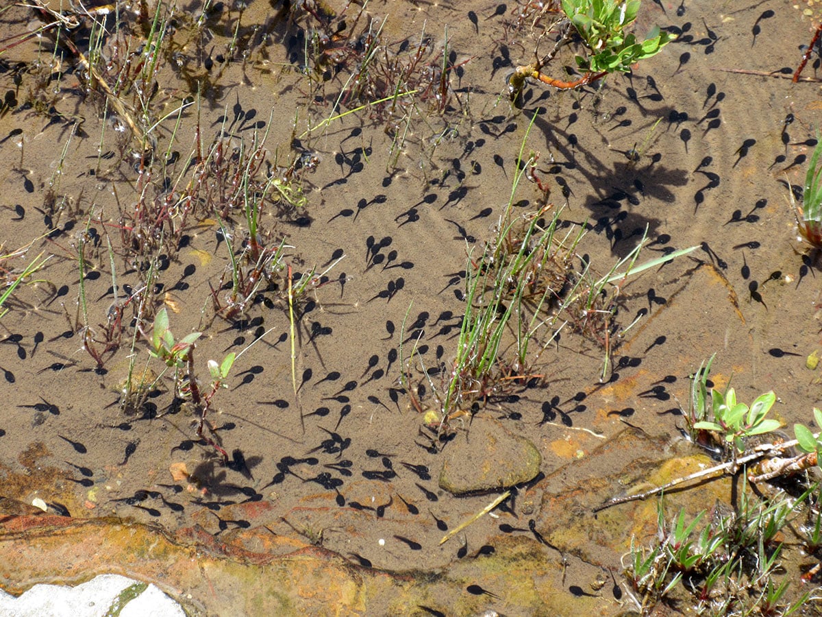 Tadpoles