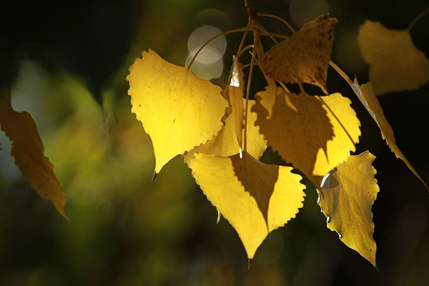 Two Poems by Chris Dombrowski