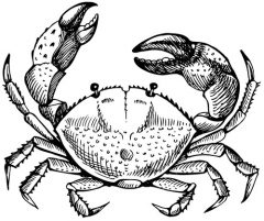 Crab