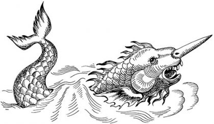Narwhal