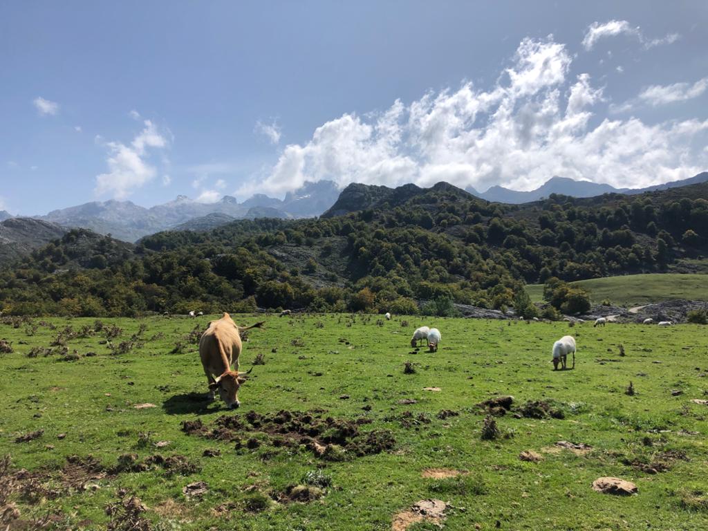 Cows on a field in Asturias. Photo by Paulina Jenney.