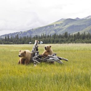 The Twentieth Bear by Yelizaveta P. Renfro