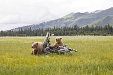 The Twentieth Bear by Yelizaveta P. Renfro