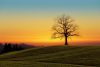 Silhouette of leafless tree on hill