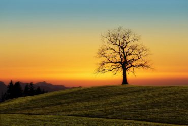 Silhouette of leafless tree on hill