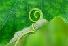 Vine tendril on leaf