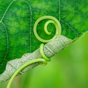 Vine tendril on leaf