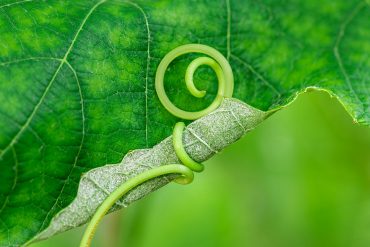 Vine tendril on leaf