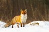 Fox in snow