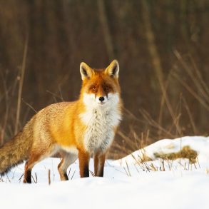 Fox in snow