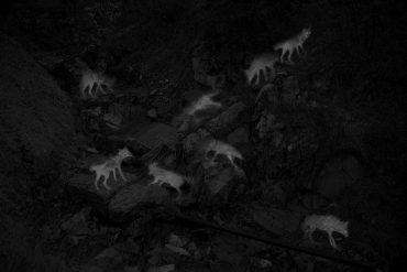 8 Captures of 2 Coyotes, by Alex Turner
