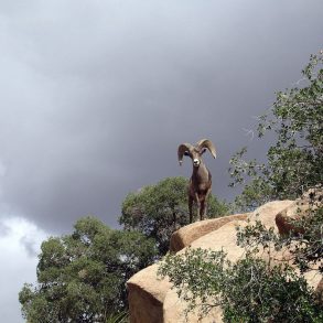 Bighorn sheep ram