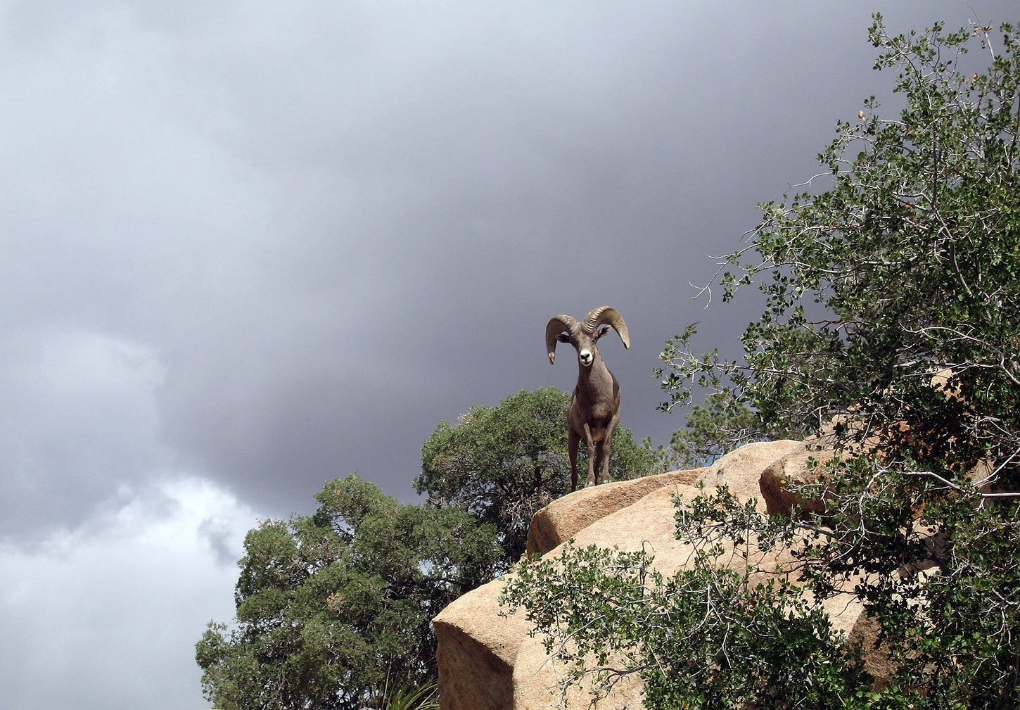 Bighorn sheep ram