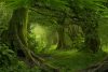 Beautiful forest