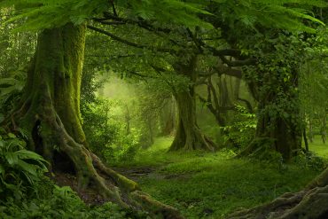 Beautiful forest