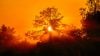 Orange smoky sunset with trees