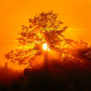Orange smoky sunset with trees