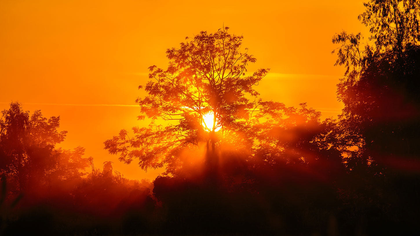 Orange smoky sunset with trees