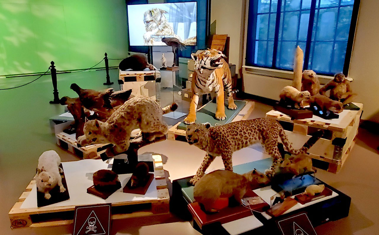 Taxidermied animals all pushed together.