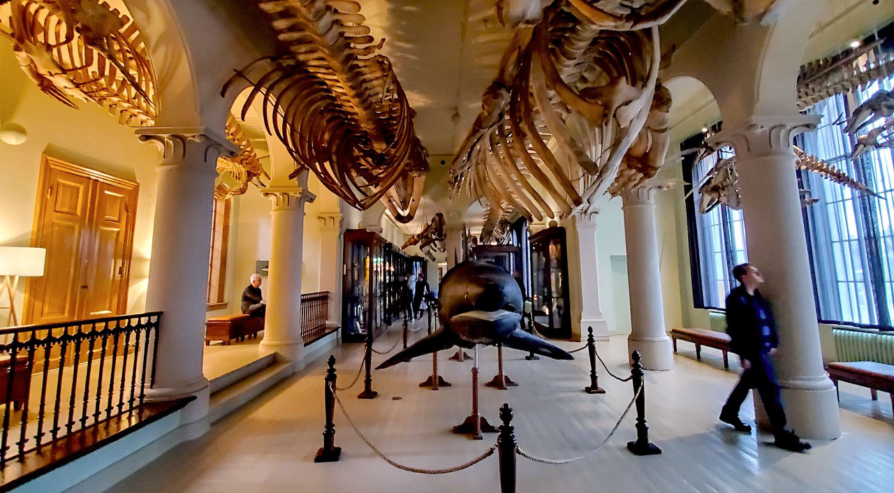 Whales skeletons at the museum. Photo by David Rothenberg.