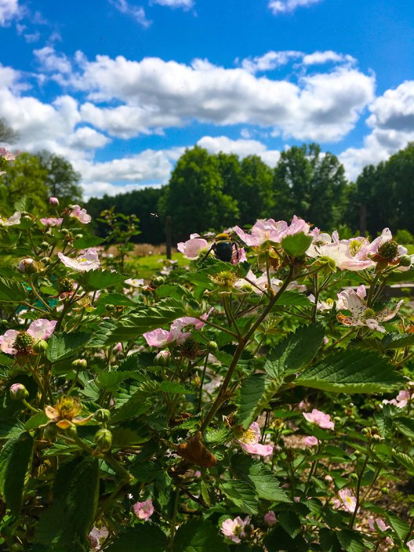 Bee in flowers at the Botanic Gardens. Photo by Gretchen VanWormer.