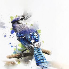 Painting of a blue jay