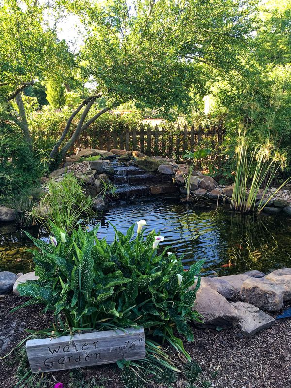 Cala lilies by the koi pond. Photo by Gretchen VanWormer.
