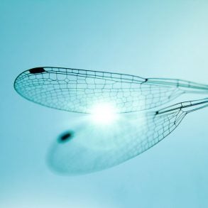 Dragonfly wing