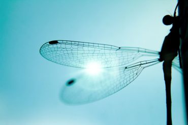 Dragonfly wing