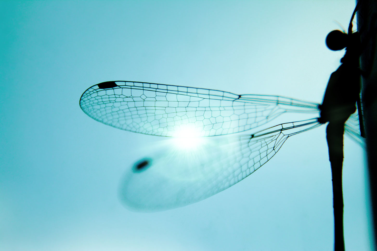 Dragonfly wing