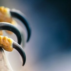 Falcon talons