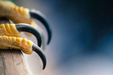 Falcon talons