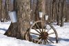 Maple syrup buckets in snowy woods