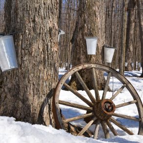 Maple syrup buckets in snowy woods