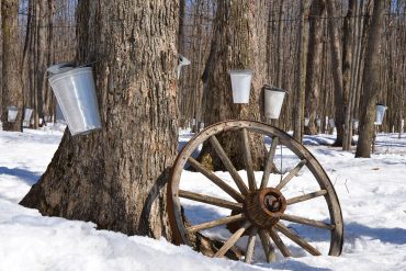 Maple syrup buckets in snowy woods