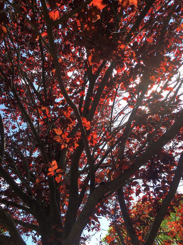 Plum trees with deep red leaves.