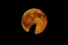 Wolf howling and full moon