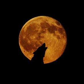 Wolf howling and full moon
