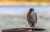 Cooper's hawk