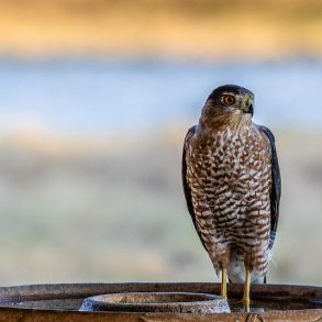 Cooper's hawk