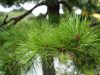 Slash pine needles